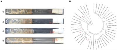 Effect of symbiotic fungi-Armillaria gallica on the yield of Gastrodia elata Bl. and insight into the response of soil microbial community